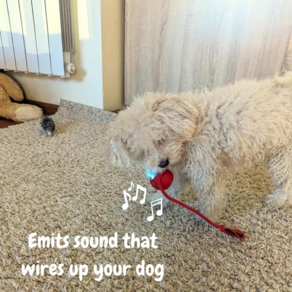 ChewRoll | Interactive Self-Rolling Dog Toy